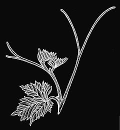 V logo