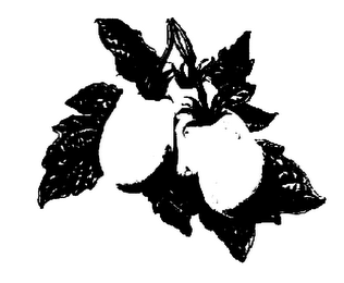 VINE RIPENED GOLDEN ROMA TOMATOES logo