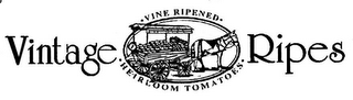 VINTAGE RIPES VINE RIPENED HEIRLOOM TOMATOES logo
