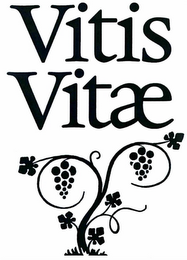 VITIS VITAE logo