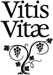 VITIS VITAE logo