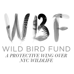 WBF WILD BIRD FUND A PROTECTIVE WING OVER NYC WILDLIFE logo