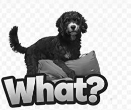 WHAT? logo