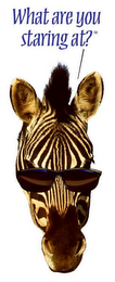 WHAT ARE YOU STARING AT? logo