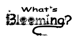 WHAT'S BLOOMING? logo