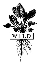 WILD logo
