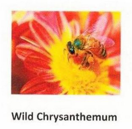 WILD CHRYSANTHEMUM logo