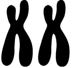 XX logo