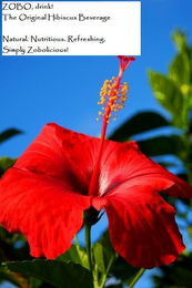 ZOBO DRINK! THE ORIGINAL HIBISCUS BEVERAGE NATURAL. NUTRITIOUS. REFRESHING. SIMPLY ZOBOLICIOUS! logo
